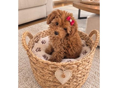 Kucuk prenses köpekler