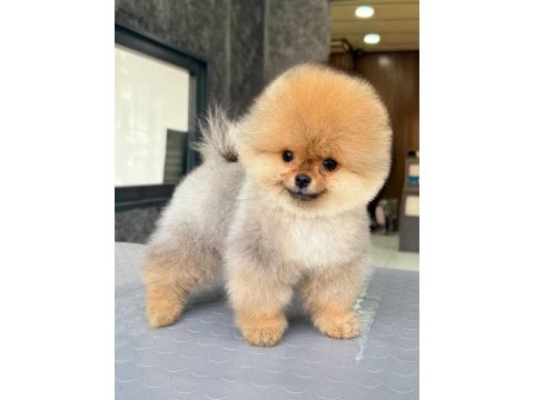 Tek kelime mükemmel kalite pomeranian