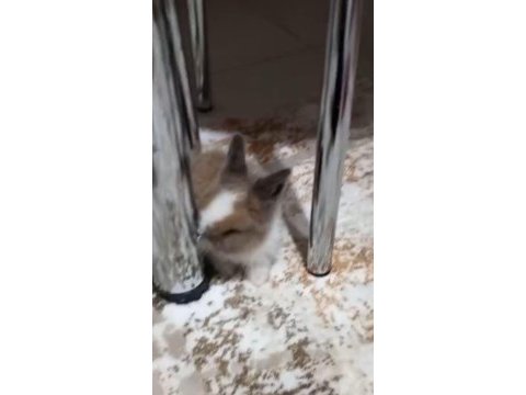 Hollanda lop tavşanı
