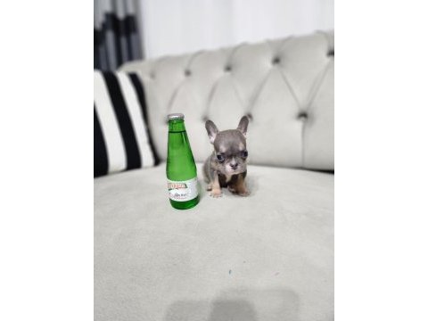Micro boy exotic lilactan french bulldog erkek