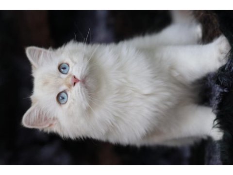 British longhair dişi