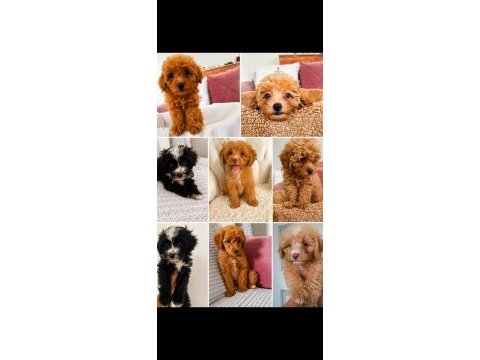 Maltipoo bebekleri