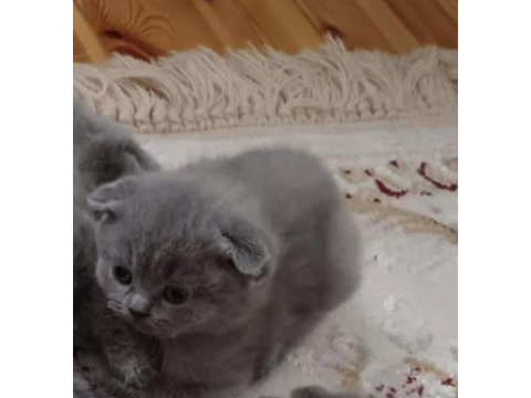 1 erkek ve 1 dişi scottish fold ve british longhair