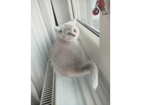 British shorthair lilac golden yavrular