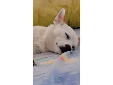 Sahiplendirme köpeğimiz