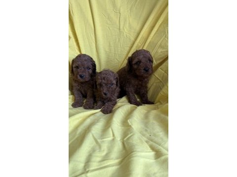 Toy poodle yavrularım yeni yuvasına hazır