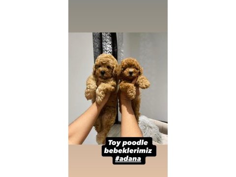 Toy poodle bebekler