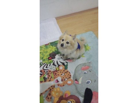 Pomeranian uyguna sahiplendirilecek eşyaları ile verilecek