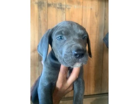 Dev panter dişi cane corso yavrular