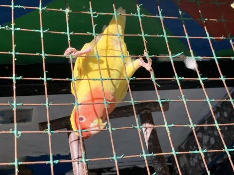 Değişim veya satılık sevda papağanı