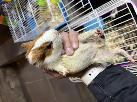 Bebek guinea pigler