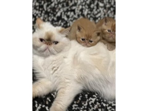 3 yaşında dişi exotic