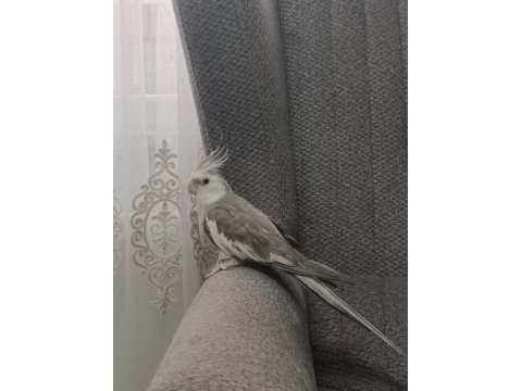 Ele alışkın sultan papağanı