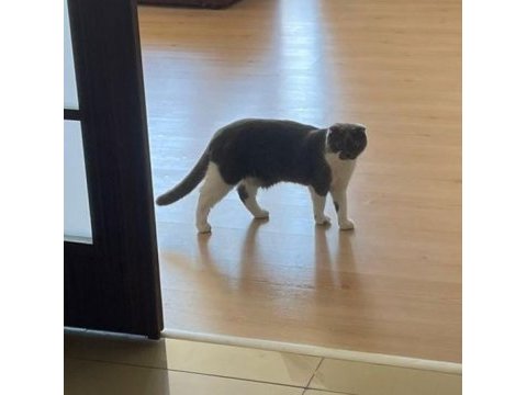Tatlı scottish fold kızım