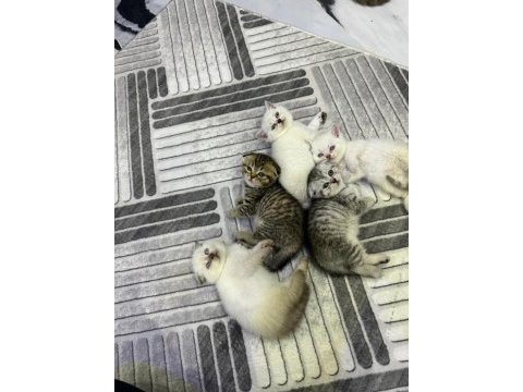 2 dişi 2 erkek british shorthair yavrular