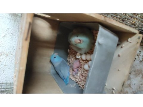 2 çift eşli yavru yumurta alınmış forpus papağanları