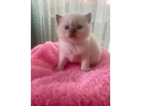 Top kafa show kalite british shorthair bebiş