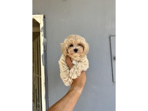 Kore kan maltipoo bebekler daha iyisi yok