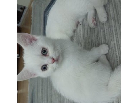 52 günlük british shorthair yavrular