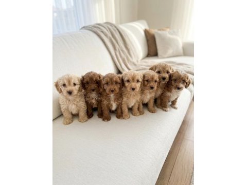 Maltipoo güzellikler