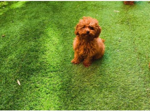 Çok özel redbrown kore toy poodle yavrular