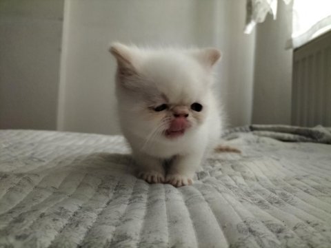 Exotic shorthair 2 aylık erkek