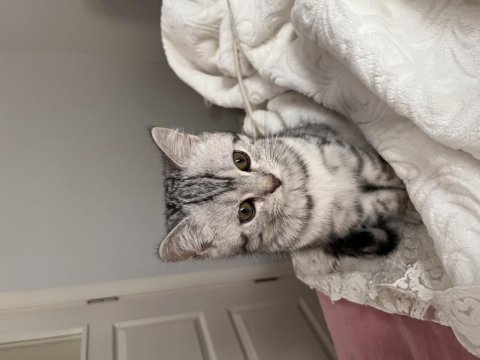 British shorthair erkek 5 aylık kedim