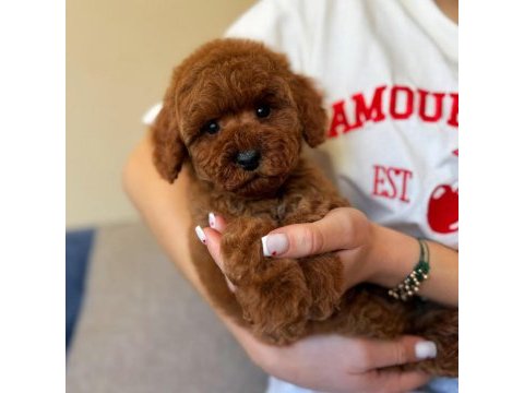 Toy poodle yavrularımız 81 ile gönderim mevcuttur