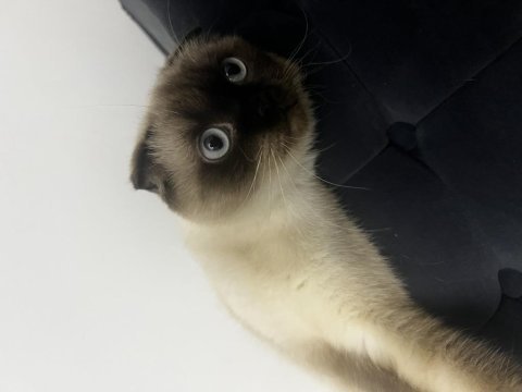 2 yaşında eğitimli scottish fold