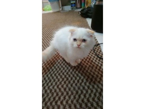 Scottish fold yavrularımıza yuva arıyoruz
