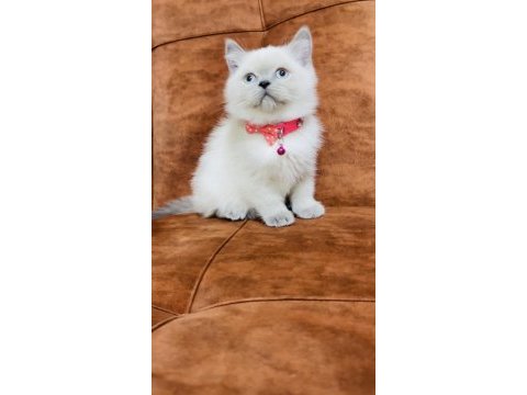 2 aylık blue point british shorthair