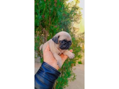Sıfır burun gül kuyruk pug