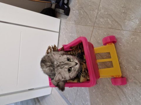 Ücretsiz british shorthair 1 yaşında