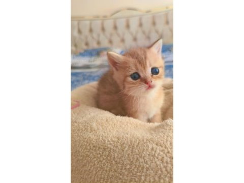 Son kalan peluş gibi yavru kediler