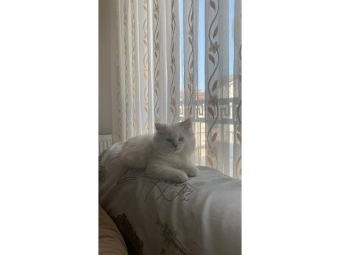 2 buçuk aylık dişi british longhair