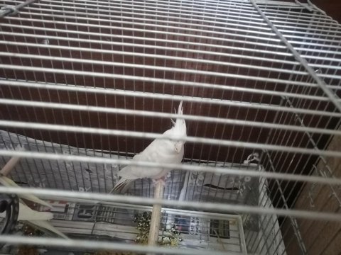 Erkek albino sultan papağanı