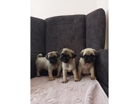Pug yavrularımız