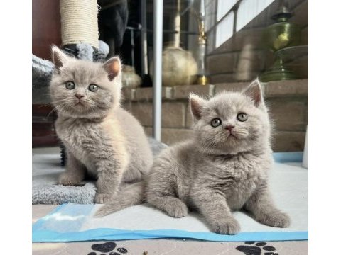 Lılak brıtısh shorthair yavrularım 