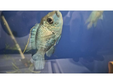 Acara blue