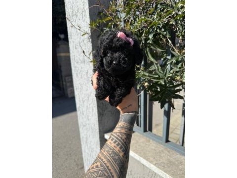 Black poodle yavrumuz