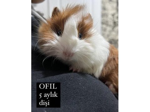 İki dişi guinea pig