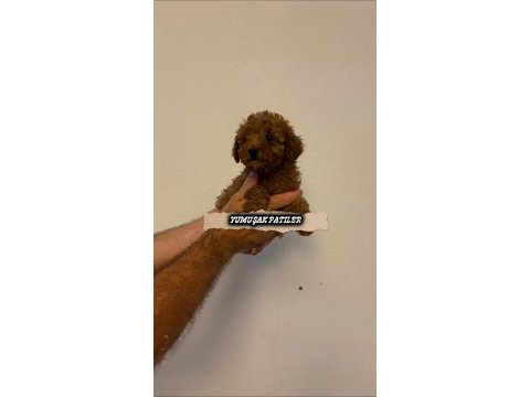 Red toy poodle