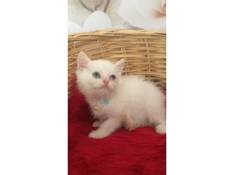 Küçük british shorthair miniğim