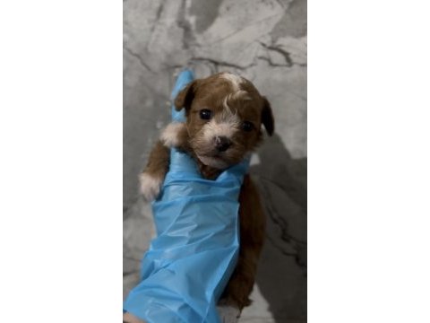 Kore maltipoo yavruları