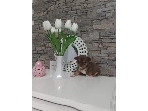 Değerini bilene lilac tan elma kafa küt burun teacup şivava