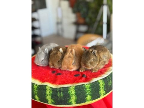 Cüce ve lop ırkı tavşan