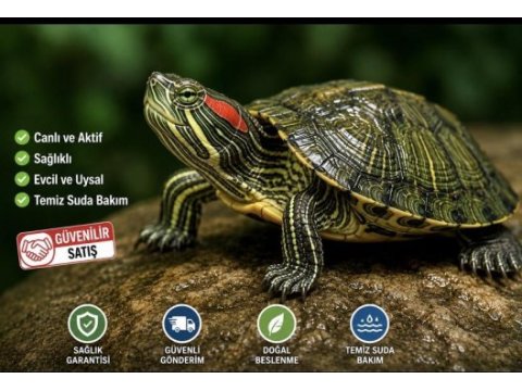 Antalyadan tüm 81 ile kaplumbağa gönderim yapabilirim