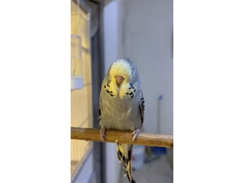 Kaliteli show jumbo muhabbet kuşu yavrular