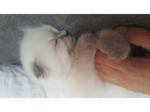 Scottish fold longhair erkek