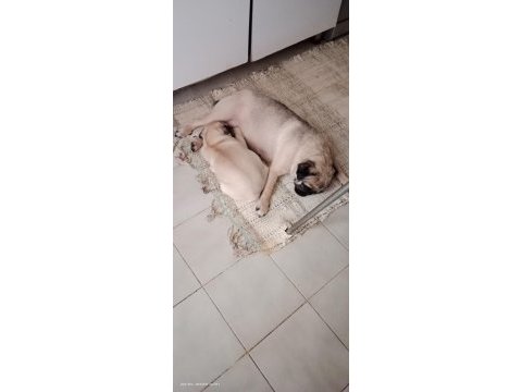 4 aylık aile köpeği pug